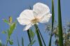 image of Romneya coulteri