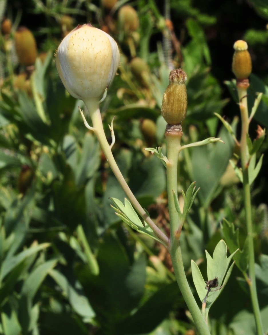 Papaveraceae Romneya coulteri
