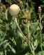 image of Romneya coulteri