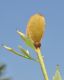 image of Romneya coulteri