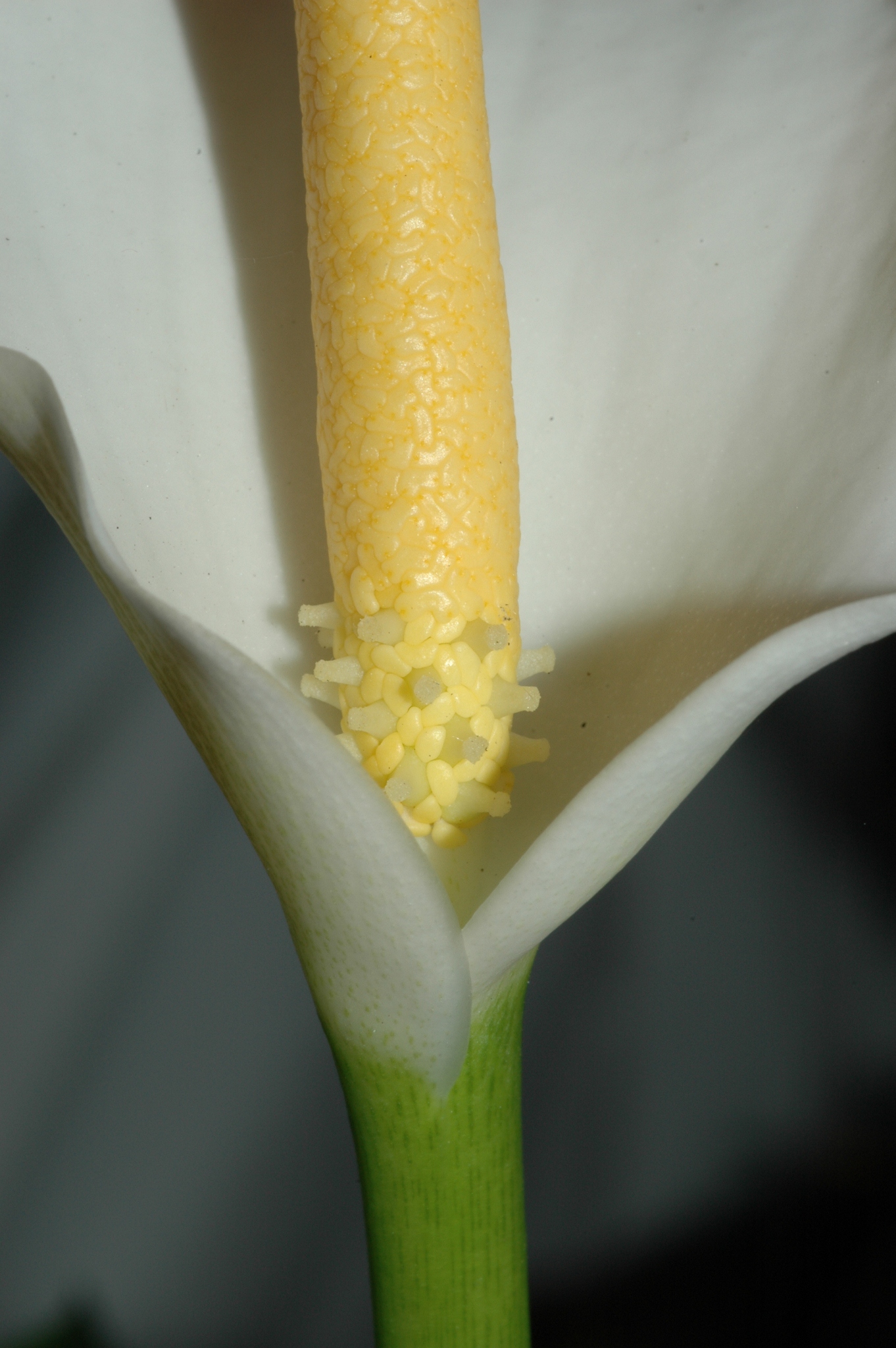 Araceae Zantedeschia aethiopica