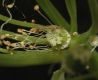 image of Filipendula vulgaris