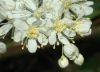 image of Filipendula vulgaris