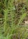 image of Filipendula vulgaris