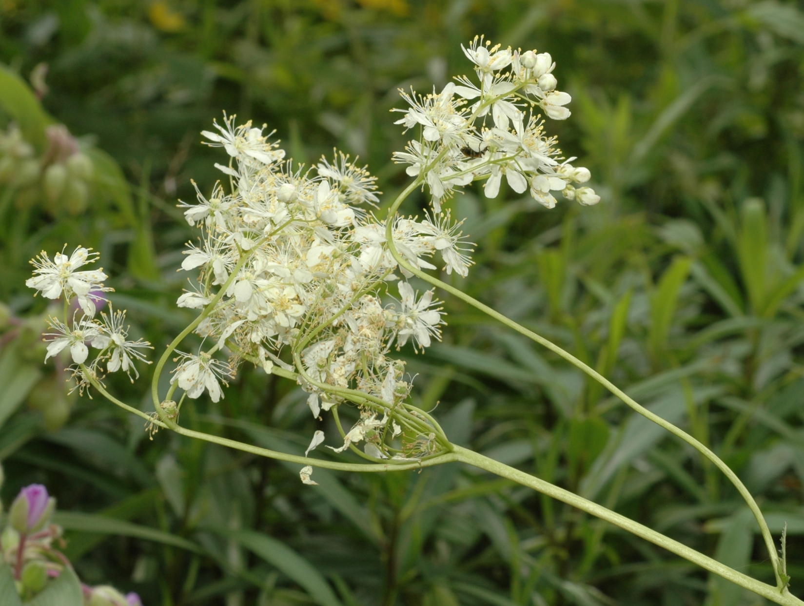 Rosaceae Filipendula vulgaris