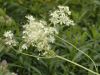 image of Filipendula vulgaris