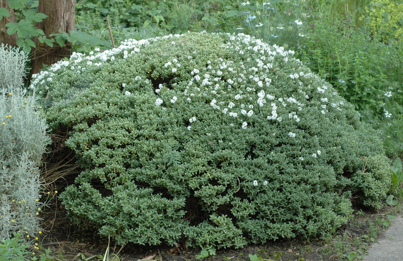 Plantaginaceae Hebe 