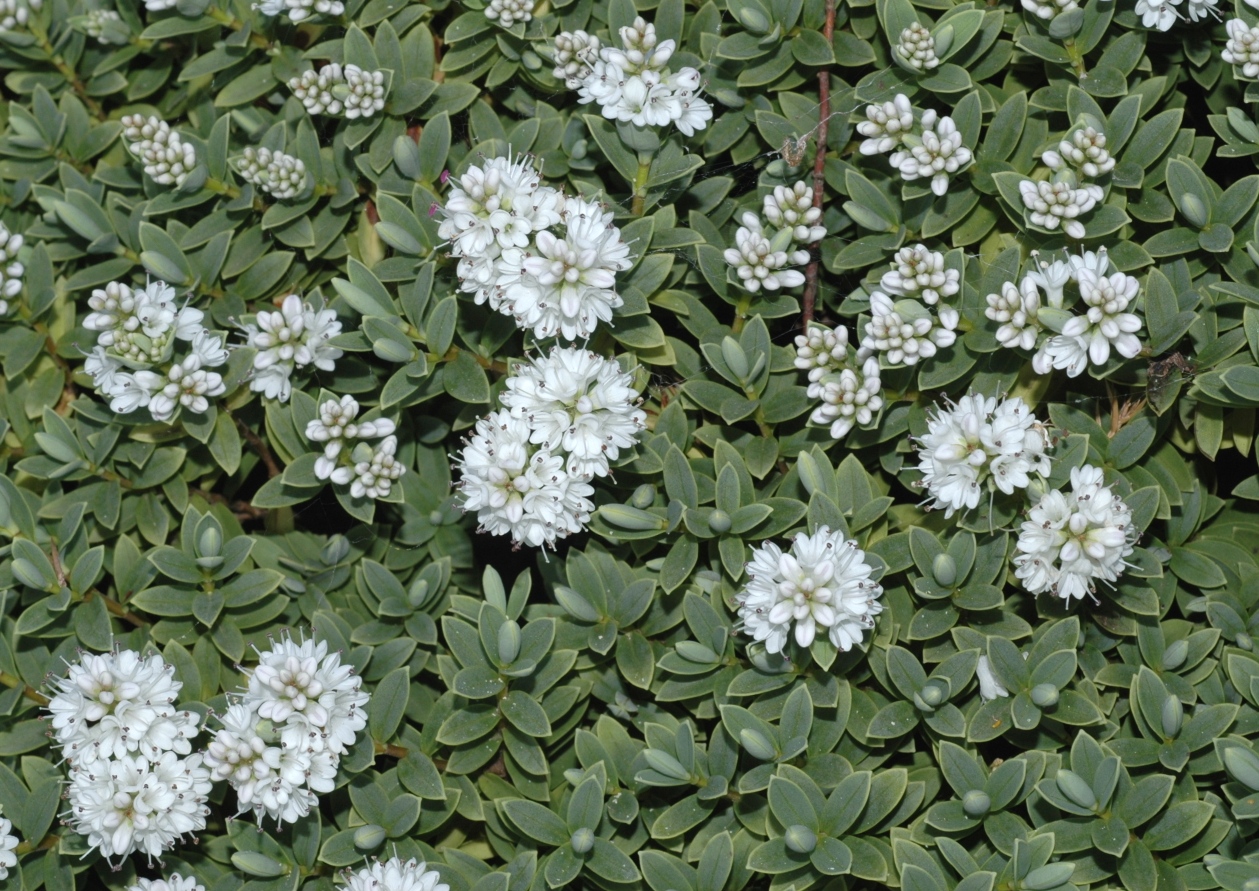 Plantaginaceae Hebe 