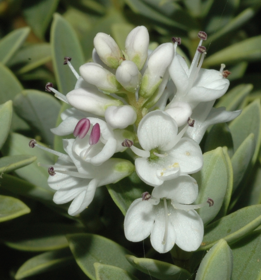 Plantaginaceae Hebe 
