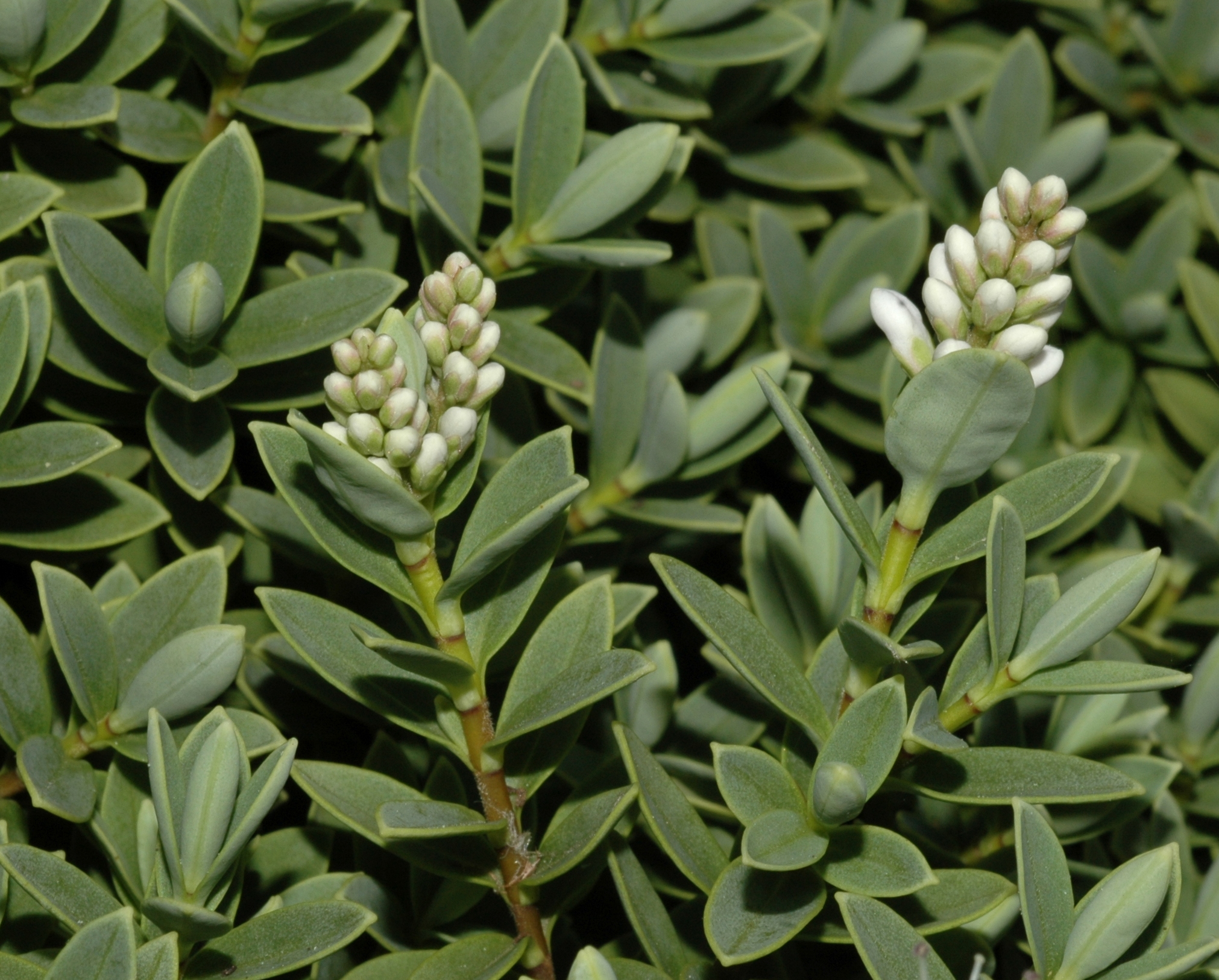 Plantaginaceae Hebe 