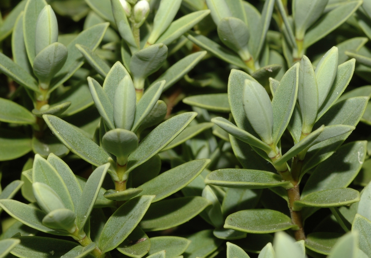 Plantaginaceae Hebe 