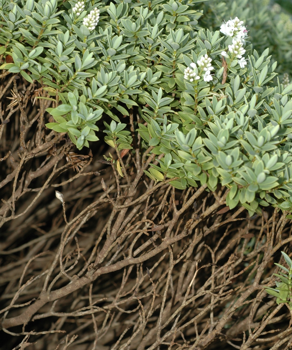 Plantaginaceae Hebe 