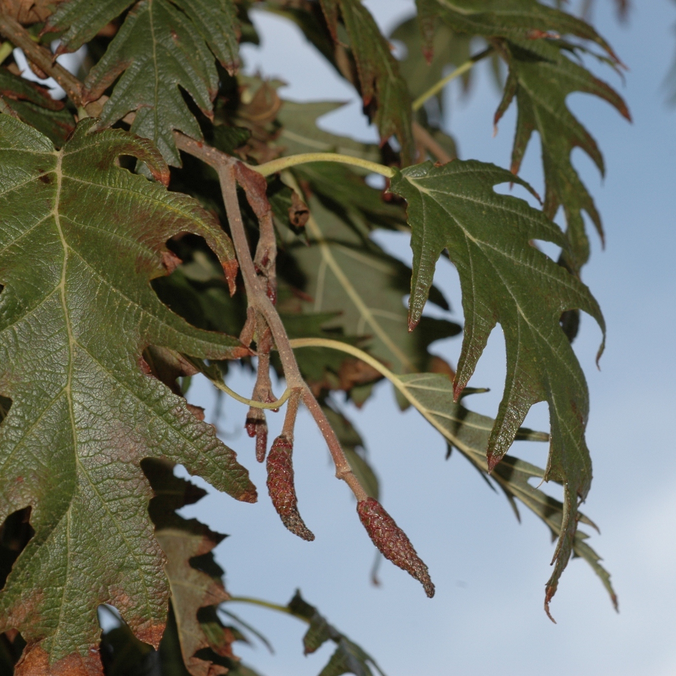 Betulaceae Alnus glutinosa