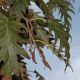 image of Alnus glutinosa
