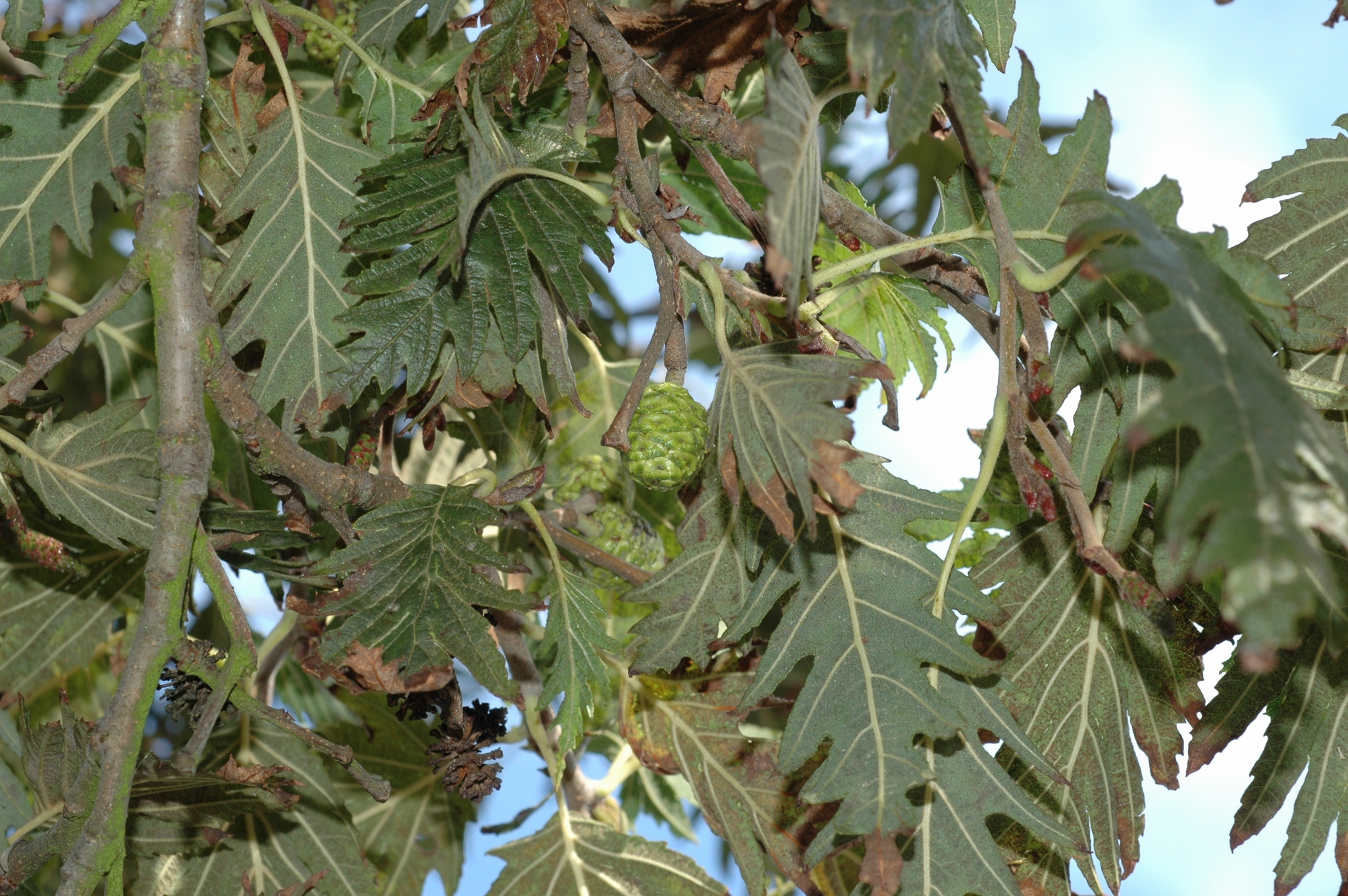 Betulaceae Alnus glutinosa