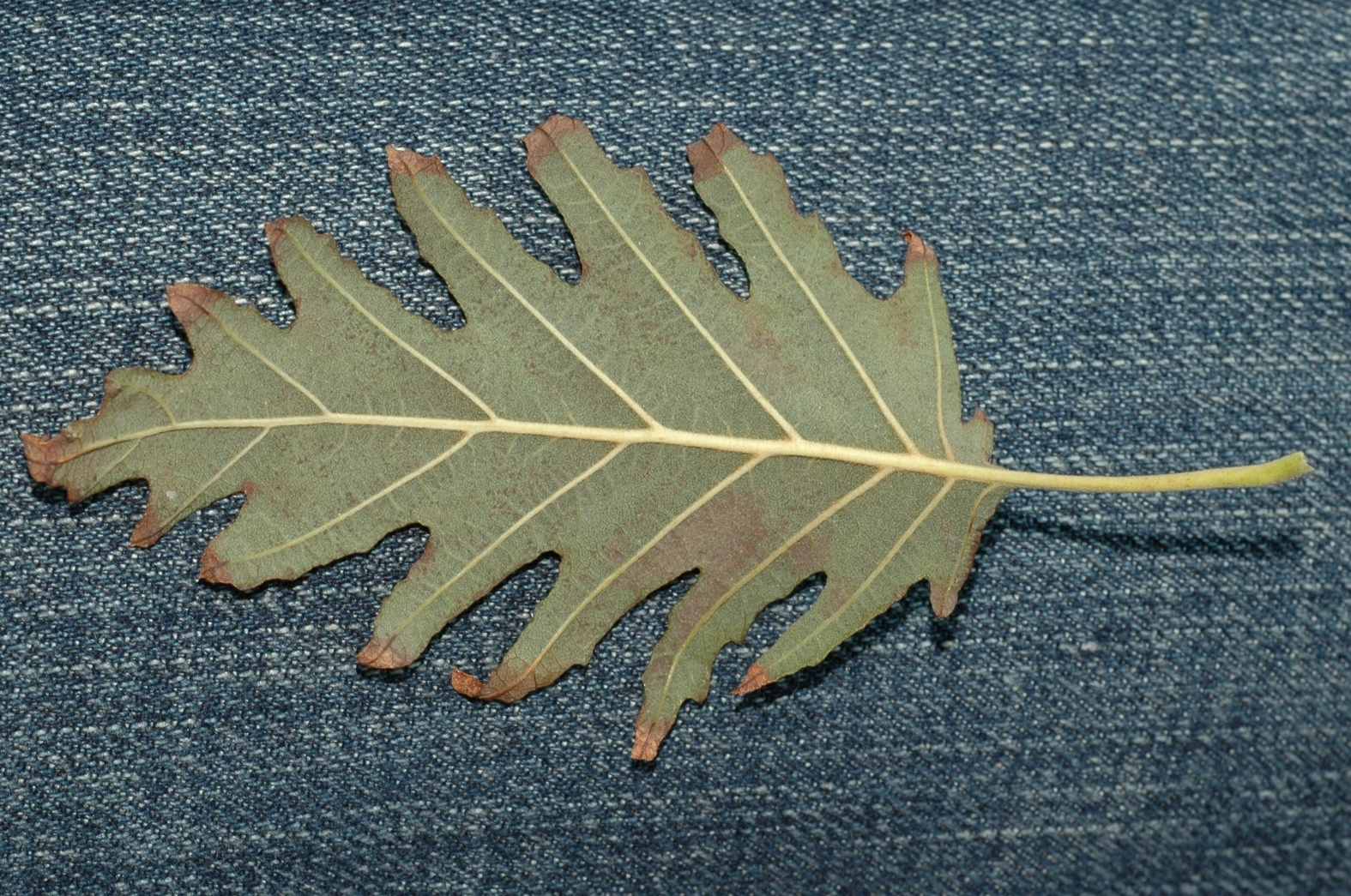 Betulaceae Alnus glutinosa