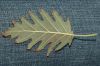 image of Alnus glutinosa
