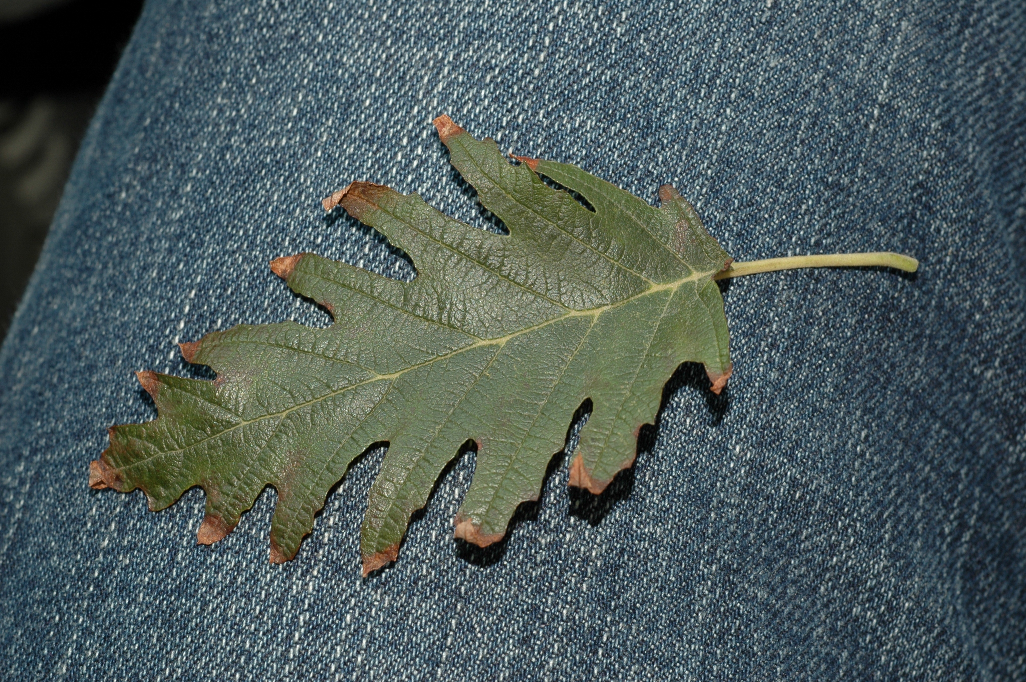 Betulaceae Alnus glutinosa