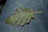 image of Alnus glutinosa