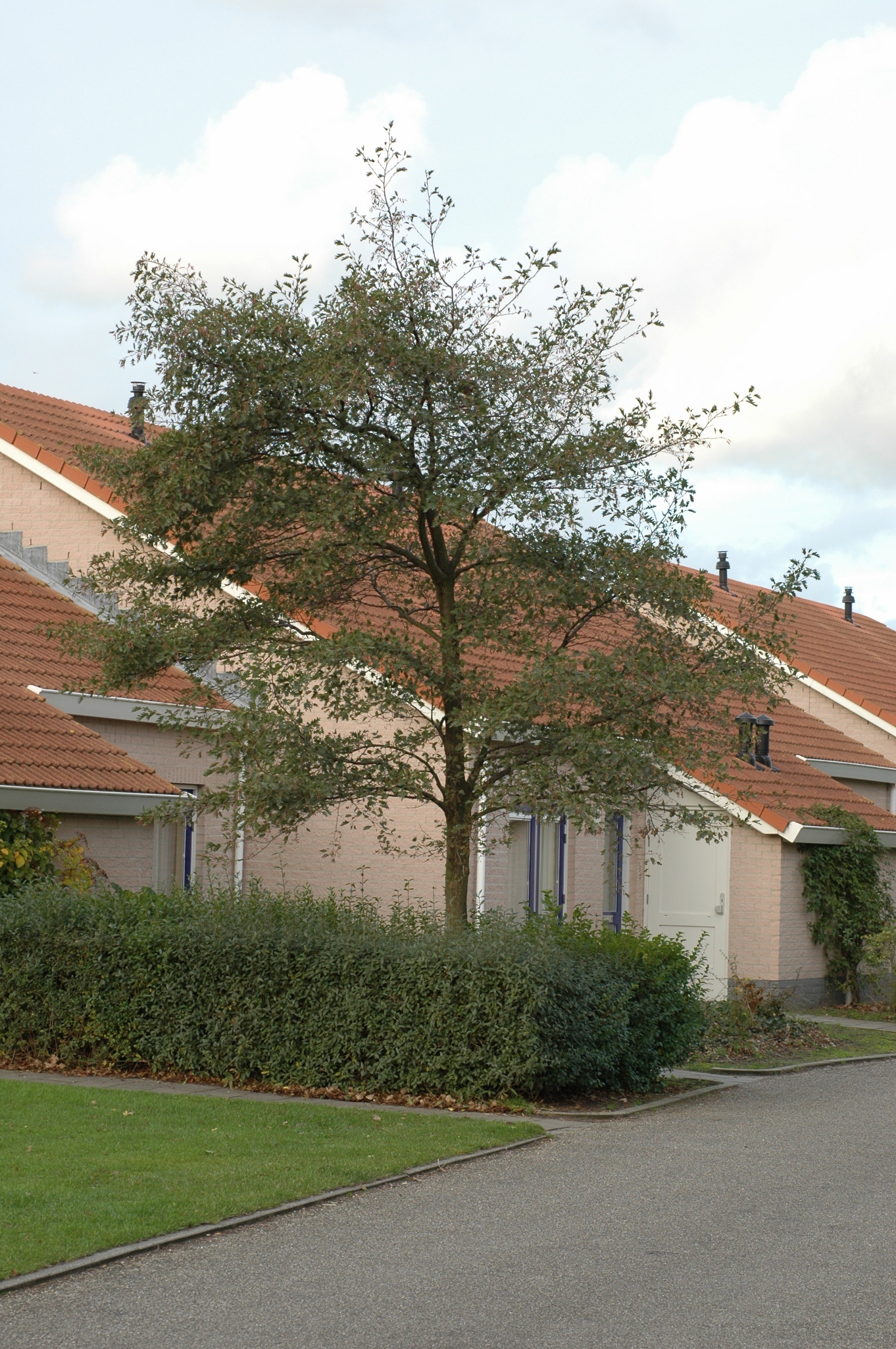 Betulaceae Alnus glutinosa