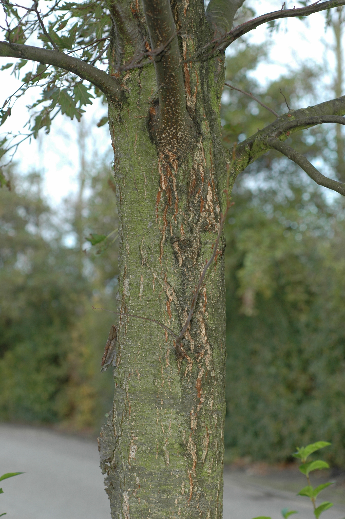 Betulaceae Alnus glutinosa