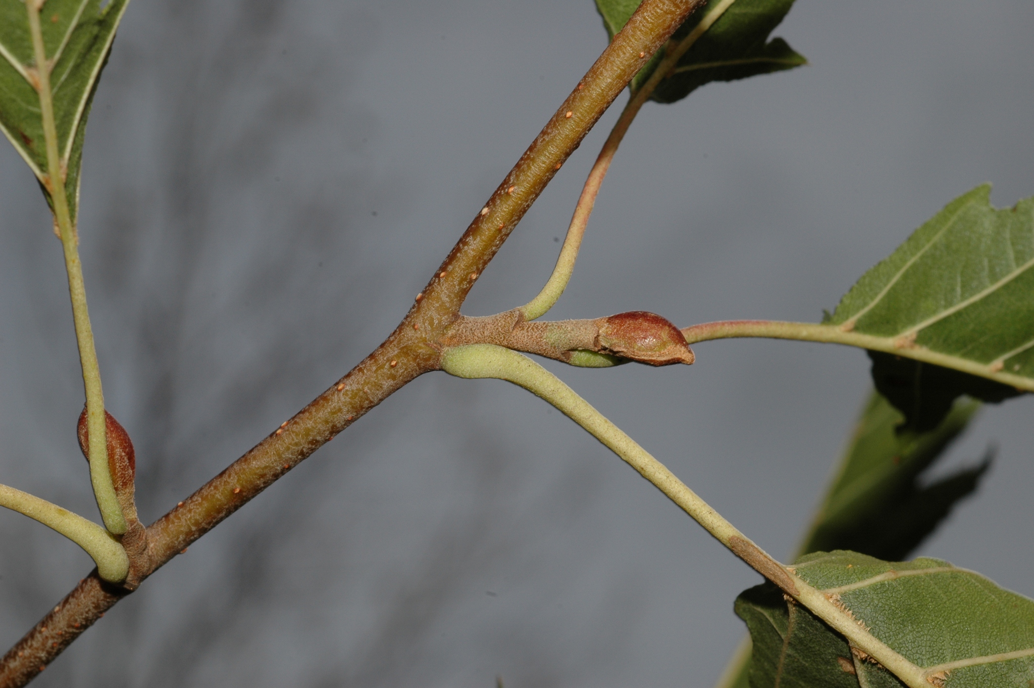 Betulaceae Alnus glutinosa