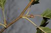 image of Alnus glutinosa