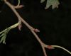 image of Alnus glutinosa
