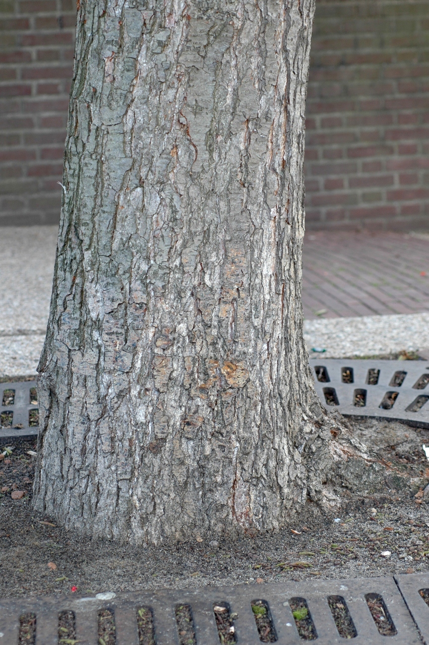 Betulaceae Alnus glutinosa