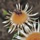 image of Carlina vulgaris