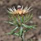 image of Carlina vulgaris