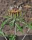 image of Carlina vulgaris