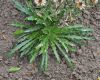image of Carlina vulgaris