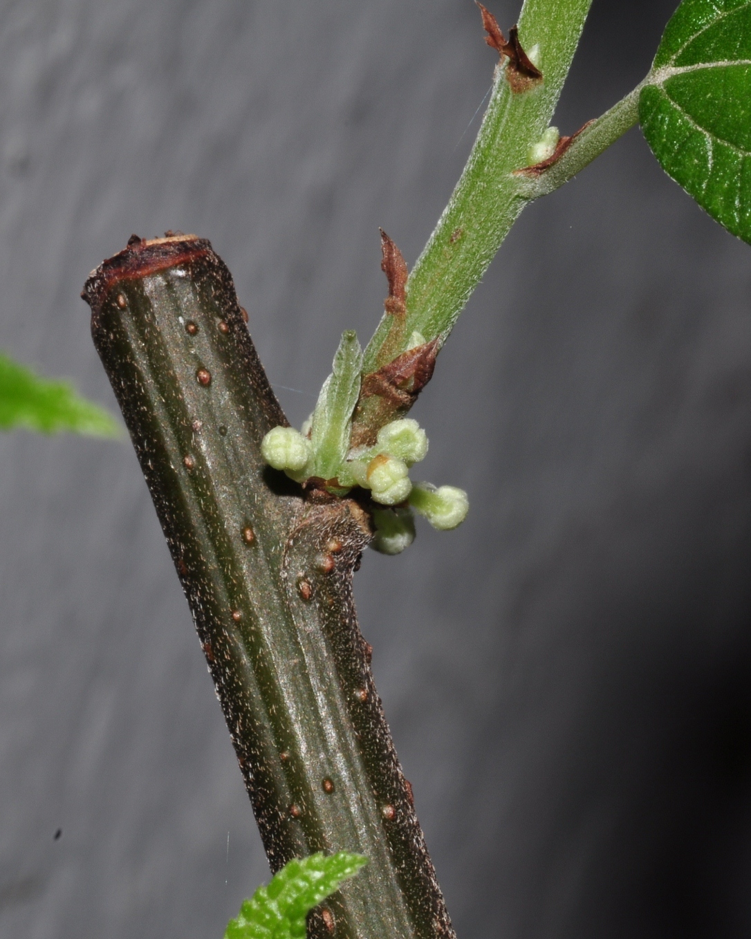 Urticaceae Debregeasia edulis