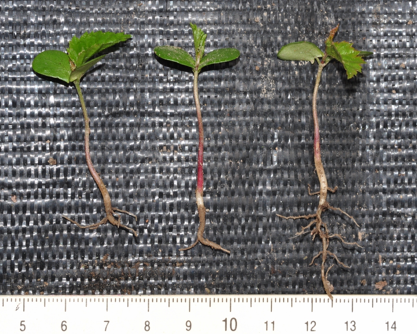 Betulaceae Carpinus betulus