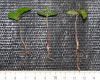 image of Carpinus betulus