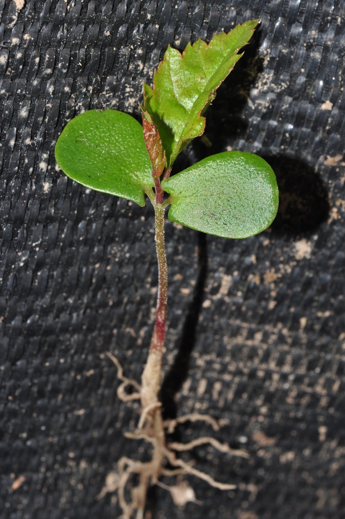 Betulaceae Carpinus betulus