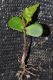 image of Carpinus betulus