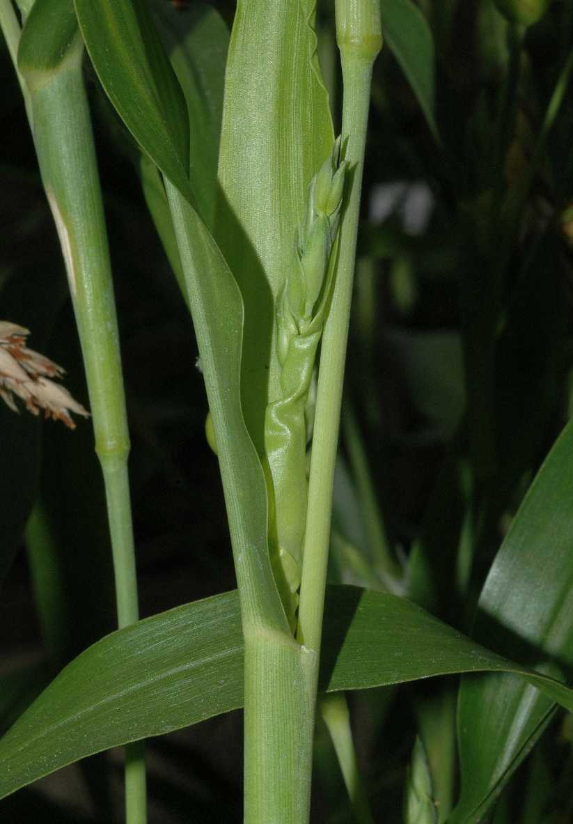 Poaceae Coix lacrima-jobi