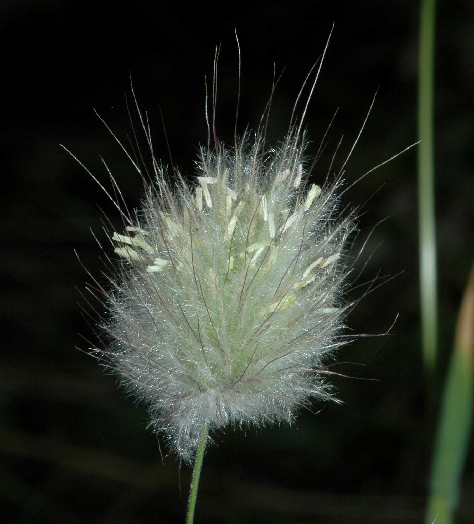 Poaceae Lagurus ovatus