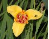 image of Tigridia pavonia
