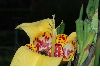 image of Tigridia pavonia