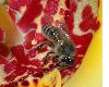 image of Tigridia pavonia