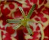 image of Tigridia pavonia