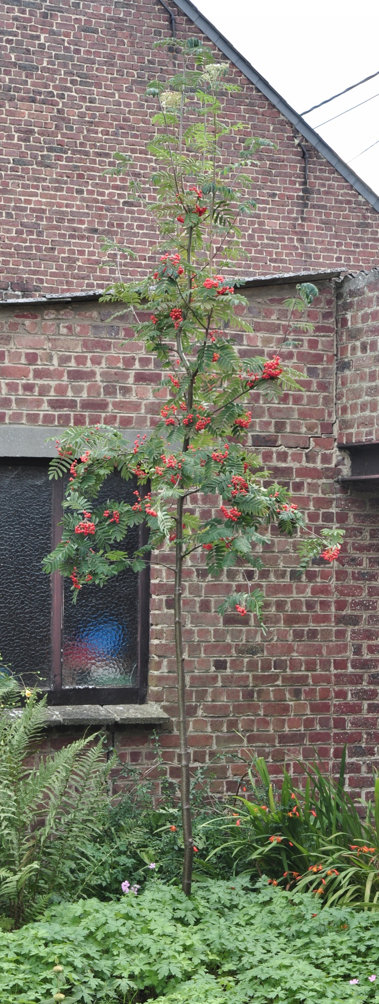 Rosaceae Sorbus aucuparia