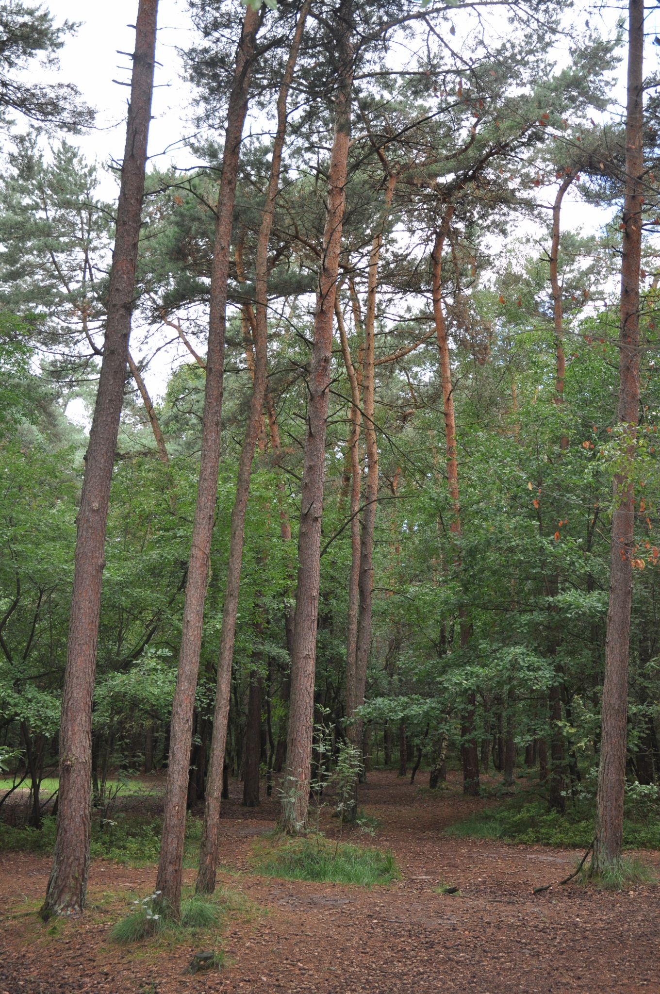 Pinaceae Pinus sylvestris