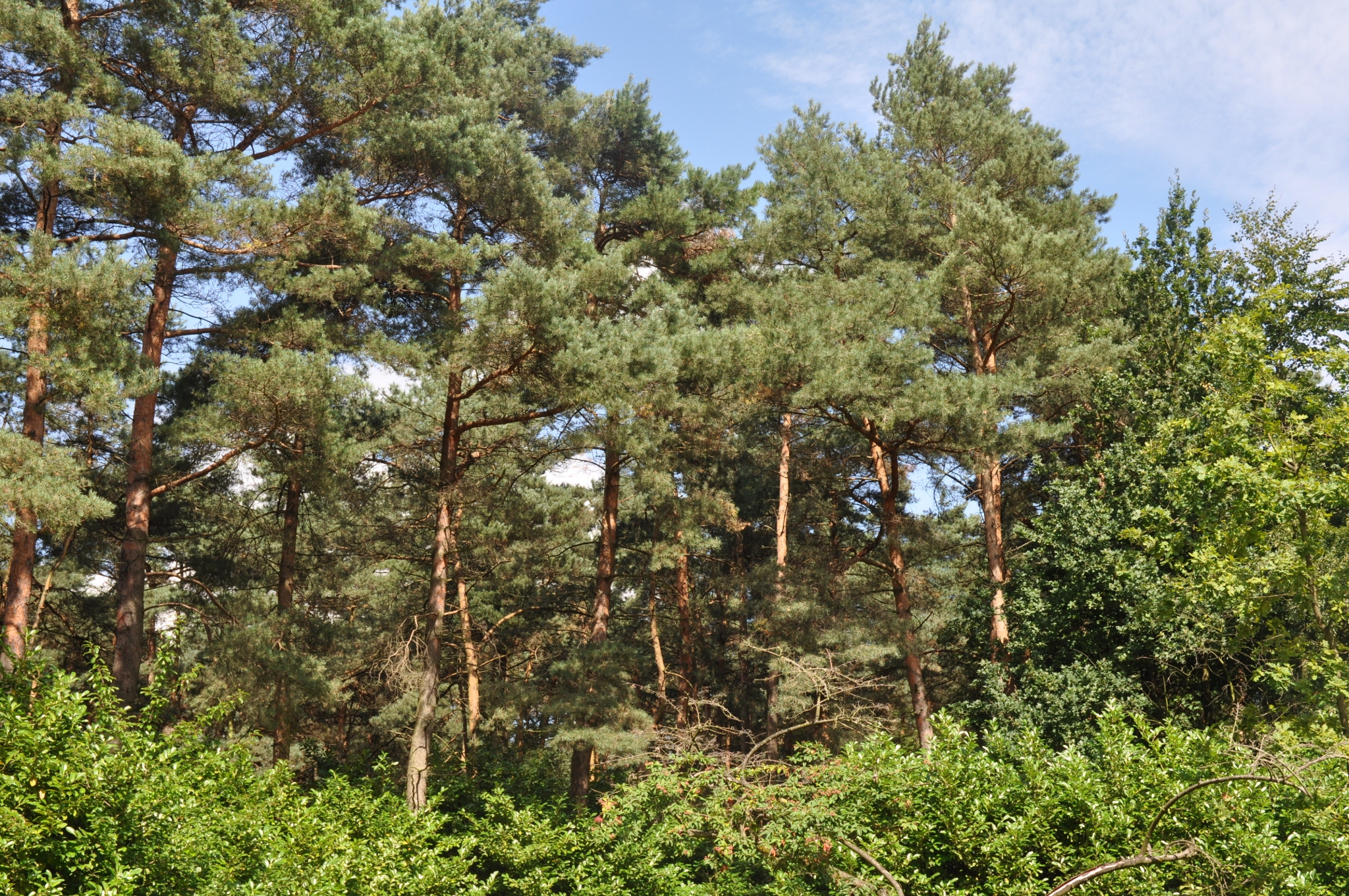 Pinaceae Pinus sylvestris