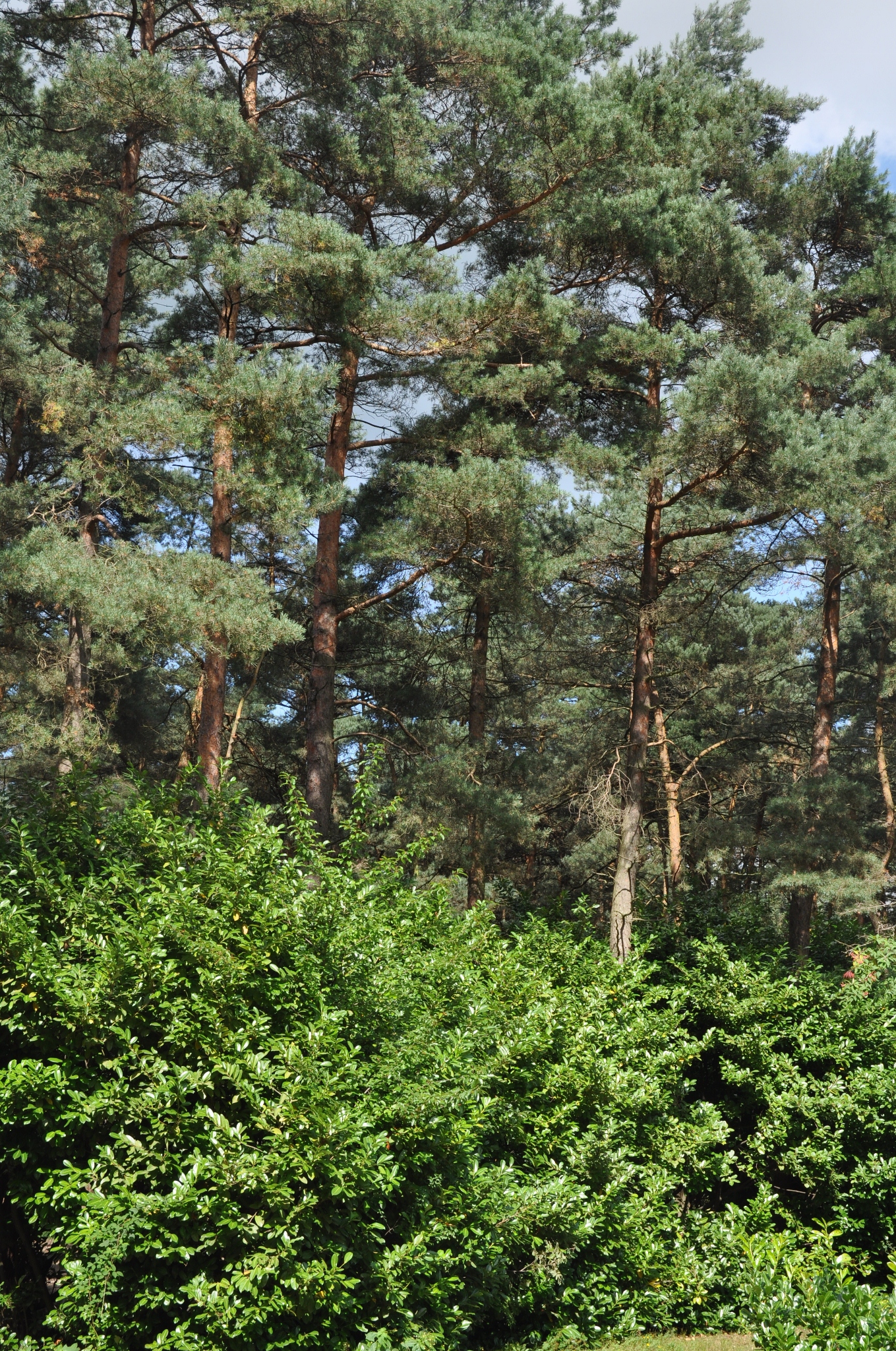 Pinaceae Pinus sylvestris