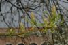 image of Liquidambar styraciflua