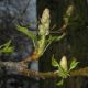 image of Liquidambar styraciflua